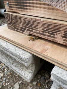 ニホンミツバチでしょうか。昨日入居してくれましたが、思ったよりも色が黄色く思います。