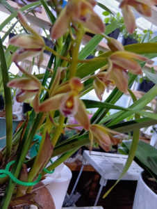 金稜辺なのかシンビジュームなのかわかりません