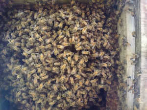 先ほど日本蜜蜂か西洋蜜蜂か質問した関係の写真