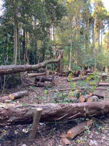 ウワミズザクラの大木が倒れました。　この木は固いですが雨には弱いですか？