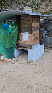 分蜂なのか探索蜂なのか？女王蜂も死んでいました・・・