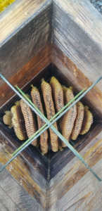 消滅で残された巣板の巣箱を待ち箱にすると入居しますか？