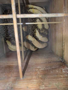 スズメバチの猛攻を受けた群の越冬について