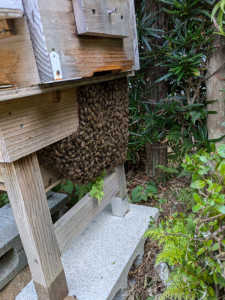 待ち箱の下に蜂球が出来て居ますが、なかなか入居してくれません。