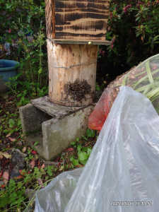 老齢蜂ばかりの分蜂群を捕獲しました。なぜ若い蜂が居ないのでしょうか？