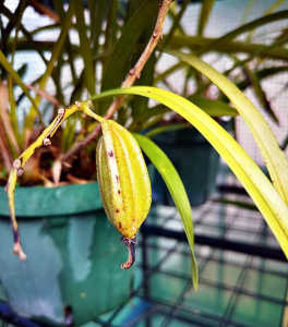 キンリョウヘンの種が実ってました。採ったら直ぐに株の根元に蒔けば良いと聞きましたが、今時期、合っていますか？