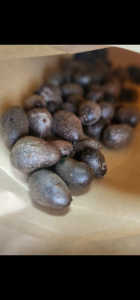 いつ蒔いたら良いのでしょうか、又播種の方法は❓