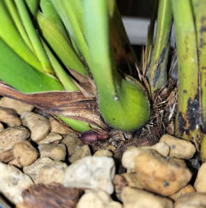 金稜辺の株元にある白いつぶつぶは何でしょうか？