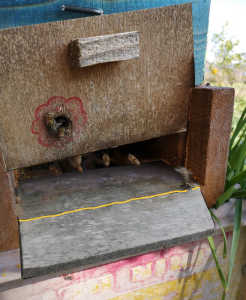 何モノかに、蜂箱の巣荒しをされました。猿か人だと思いますが、猿は巣箱を襲いますか？