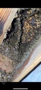 巣箱内に蜂があふれかえってどうしたらよいかわかりません