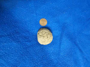 泥で造られたこの丸い土塊りは何蜂の巣でしょうか？