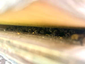 巣門部分に集まり、巣板も作ってしまっているハチ達。