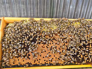 女王蜂が見当たりませんでした、幼虫もサナギも無し、越冬できるでしょうか？