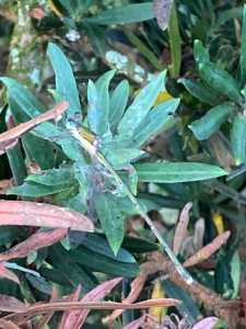 恐るべきはオオスズメバチでコガタスズメバチば無視出来る存在ですか？