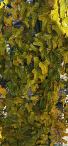 次の写真の葉っぱは❓❓❓❓自然薯ですか？❓❓　長芋ですか？❓❓❓