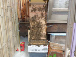 夏分蜂をする群れと、しない群れの違いは何でしょうか？