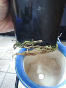 ミスマフェットの管理について：植木鉢の底から根がはみ出していてもOK?