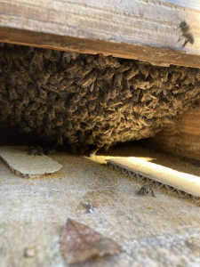 冬越しした巣箱は何時継ぎ足せばいいですか、入口迄ハチでいっぱいです