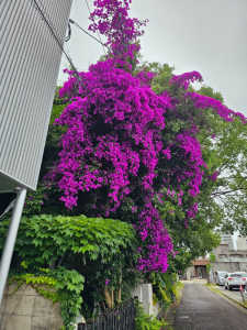梅雨時期以降の蜜枯れ、お薦めの蜜源植物は？