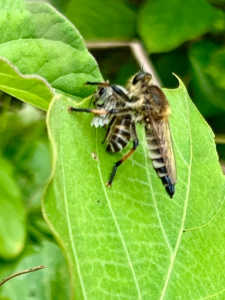 夏分蜂間近と思われる巣箱を見ていたら、が女王蜂が巣箱から出て来て、近くの葉の上にじっとしている。その後どこかに行ってしまった。どういった行動？
