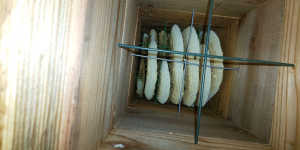 1ヶ月後に内見すると蜂達が激減しているけど原因が解りません。