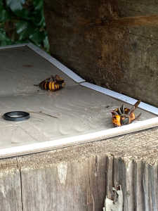 ずばり、夏分蜂の越冬成功確率は春分蜂と比べて半分以下でしょうか？