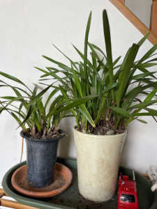 株分け時期を教えてください。今からなのか？涼しくなってからなのか？