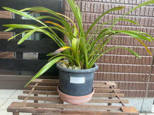 キンリョウヘンの管理方法と黄変した葉っぱ