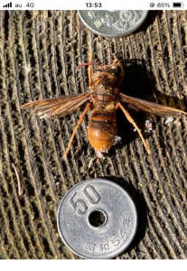 千葉県にツマアカスズメバチが居る訳ないですよね