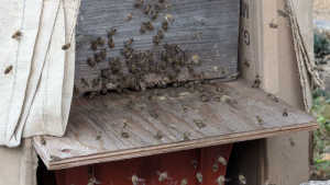 この時期（1月2日）に時騒ぎするでしようか？