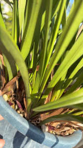 キンリョウヘンの花芽にていて教えて下さい。