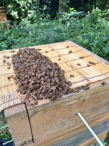 逃去の原因は暑さそれとも他にもあるのでしょうか？