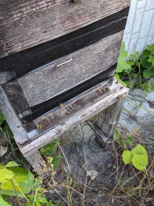 最近　入居した群、ニホンミツバチですか？、黄色がやや濃い?