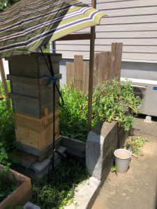 5月に自然入居、6月に2箱足しました。採蜜についての質問です。