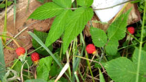 ’25.5.16.　画像の苺、イチゴ食用になりますか、毒苺か。