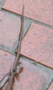 玄関先で遭遇したこの蛇はマムシですか？ヘビは番いでいますか？