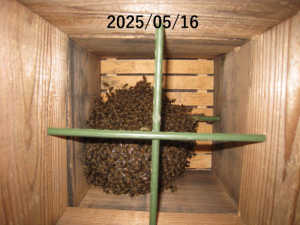 自然入居から一カ月経過しました、この状態は正常な範囲でしょうか？