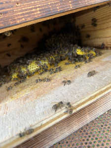 この1週間で差落ちしたようで、落ちた巣が底板にくっ付いています。対処法を教えてください。よろしくお願いします！