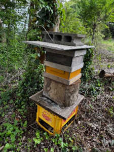 ハイブリットの待ち受けの巣門の変更時期に関して