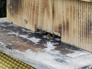 ニホンミツバチが10匹くらい入ったり出たりしているけど、入居につながりません！どなたか教えてください！