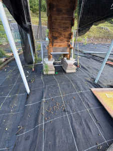 昨日の朝は異常なかったのに、夕方には沢山の鉢が箱の周りで死んでいました。