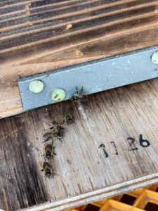 寒いのに何をしているのか？朝の冷え込みが強くなった今日この頃です。