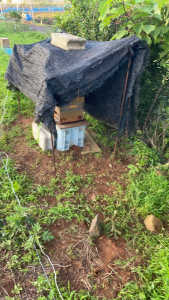 巣箱の火除け、暑さ対策について　　　　　　　　　