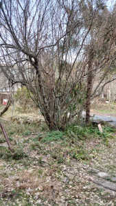 巣箱に高さは必要？大きな木の股に置いてみた超超初心者