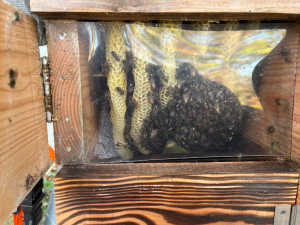 越冬できずに消滅した理由と残った蜂蜜(カビ有り)の利用方法について