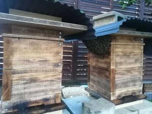 アドバイスよろしくお願いいたしますm(_ _)m、自然入居or強制捕獲どちらがいいのでしょうか？