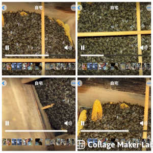 日本ミツバチです。越冬中で蜂の活動は減ってはちの数も減って居ます。底板には巣房を齧った後が落ちて来てますが、今日はその中に白い幼虫の様なものが混じって居ます。