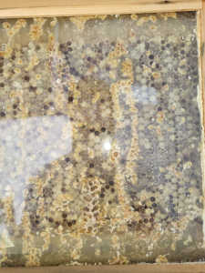 消滅秒読みの群のフローハイブの様子が変？？？　