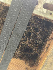 今の時期に採蜜すべきかどうか教えてください