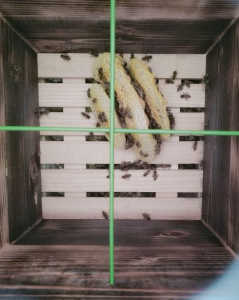 天蓋の下とスノコの下に巣を作ってしまいました…